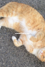 my precious ginger cat