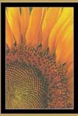 Mystic Stitch FLO-20 Sunflower