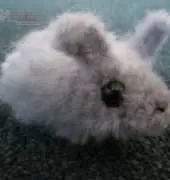 Vivian Clotilde - Hops the Bunny Rabbit (Eng) - FREE !!