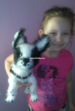 Dog Nowy