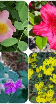 Flowers from my garden 4