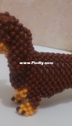 dachshund dog