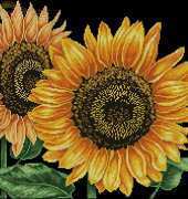 Cross House CH-107 Sunflower