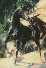 Bozenka 1001 Black Trotter