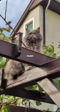 My fluffy little devil :)