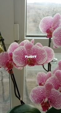 My flowering orchids are in January 2023. I love orchids!
