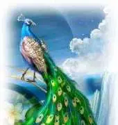 HAED HAEQSCRM 101 QS Peacock by Ciro Marchetti