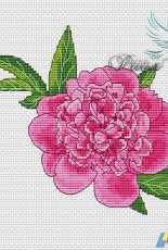 Peony by Elena the Bird