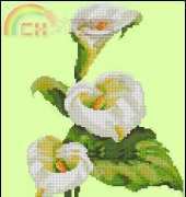 Calla