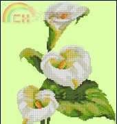Calla