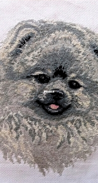 Pomeranian.