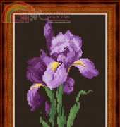 Coricamo/Megat 499 A violet Iris