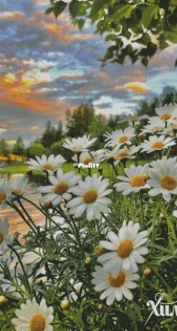 Chimera- Sunset in The Grass 4