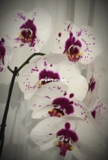 Orchids are my second hobby: Phal. Picasso