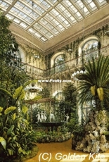 Golden Kite - Winter Garden #2684