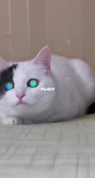 Кошка Шиша