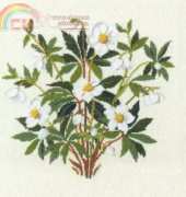 Gerda Bengtsson 30-3888 - Julerose