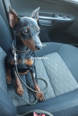 New family member_Zvergpincher!