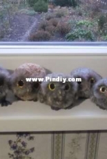 little owls