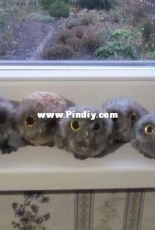 little owls