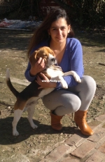 max the beagle