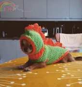 Stitches and Supper - Chihuhaua Costume - FREE