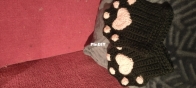 Cat paw gloves