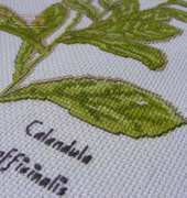 Keresztszemes Magazin - Calendula officinalis