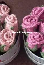 My roses