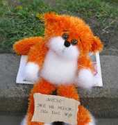 Orange Cat -Russian Language