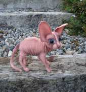 Sphynx cat