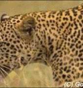 Golden Kite GK 131 - Leopard in Grass