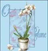 DMC BK243 Orchid Perfume XSD