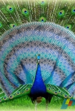 Peacock Princess Shawl by Natalia Sha - English, German, Russian - Free