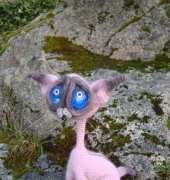 Siam cat