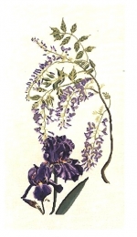 Thea Gouverneur TG 825 - Wisteria Iris / Blauwe Regen Iris