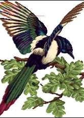 Zolotoe Runo Z-020 Long-tailes magpie xsd + pcs