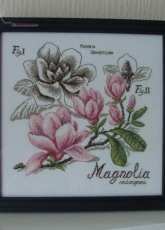 Etudes de Botanique Magnolia