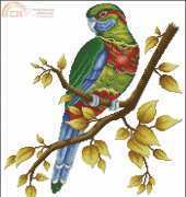 Artime Cuadros-N° 40 Coloured Parrot