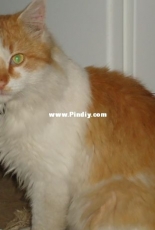 Cat Гарфилд