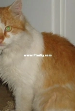 Cat Гарфилд