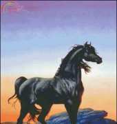 HAED Black Stallion