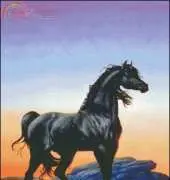 HAED Black Stallion
