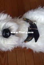 West Highland White  Terier  40cm