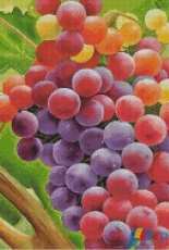 GerdamoonB009,Colorful grape