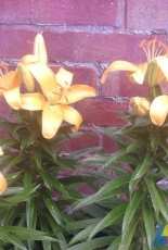Orange Lily
