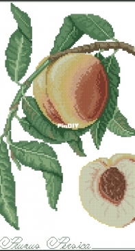 Il frutto del mese - Prunus Persica from ricAmare magazine 2006  XSD + PCS