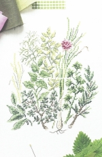 Herbes pas si mauvaises  from Mango Mon Jardin Potager XSD