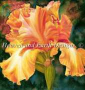 HAEMAB 284 Iris Of Gold - Marianne Broome