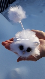 snow jerboa
